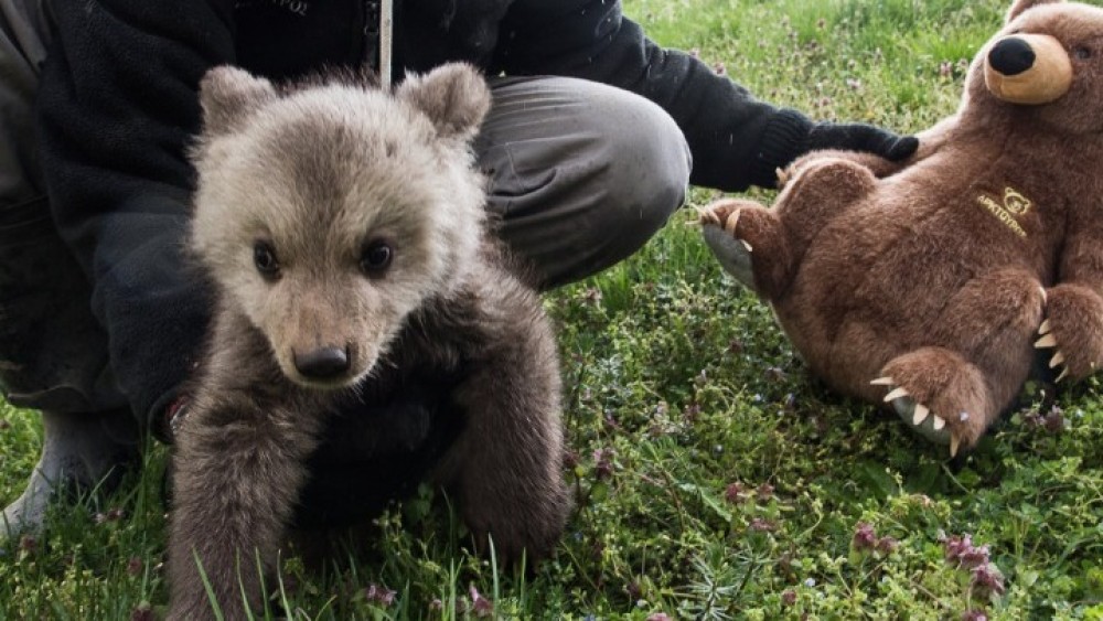 Δύο ορφανά αρκουδάκια στην αγκαλιά του «Αρκτούρου»