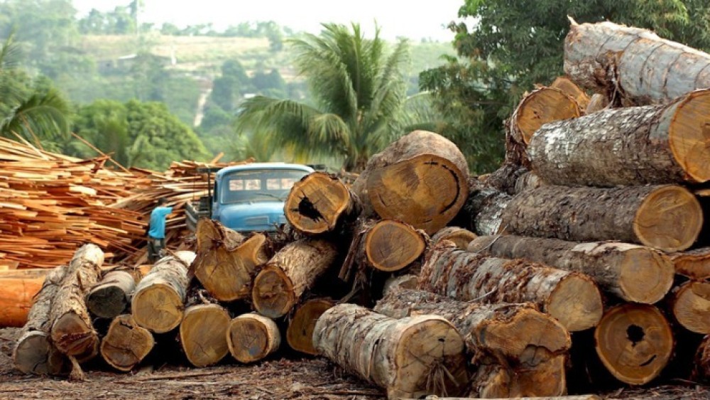 Βραζιλία: Η αποψίλωση των δασών σχεδόν τετραπλασιάστηκε