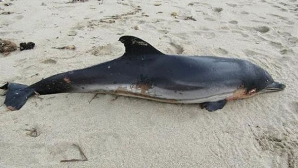 Μαγνησία: Νεκρό δελφίνι ξεβράστηκε στον Πτελεό