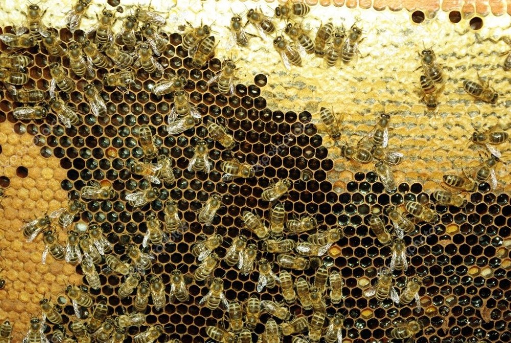 Οι σωτήρες της μέλισσας