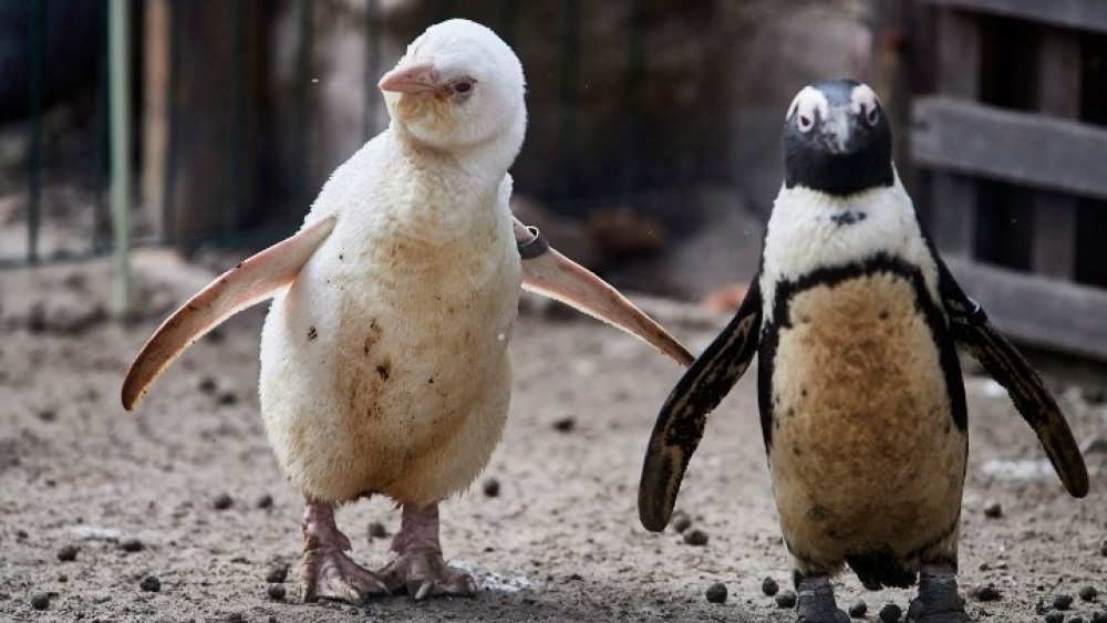 Ερωτευμένοι γκέι πιγκουίνοι κλωσσούν&#8230;