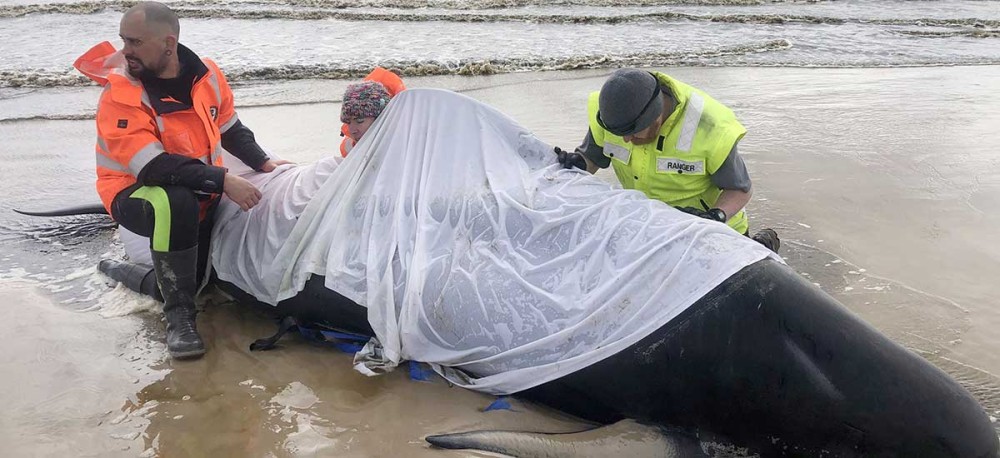 Τασμανία: Τουλάχιστον 380 νεκρές φάλαινες &#8211; πιλότοι