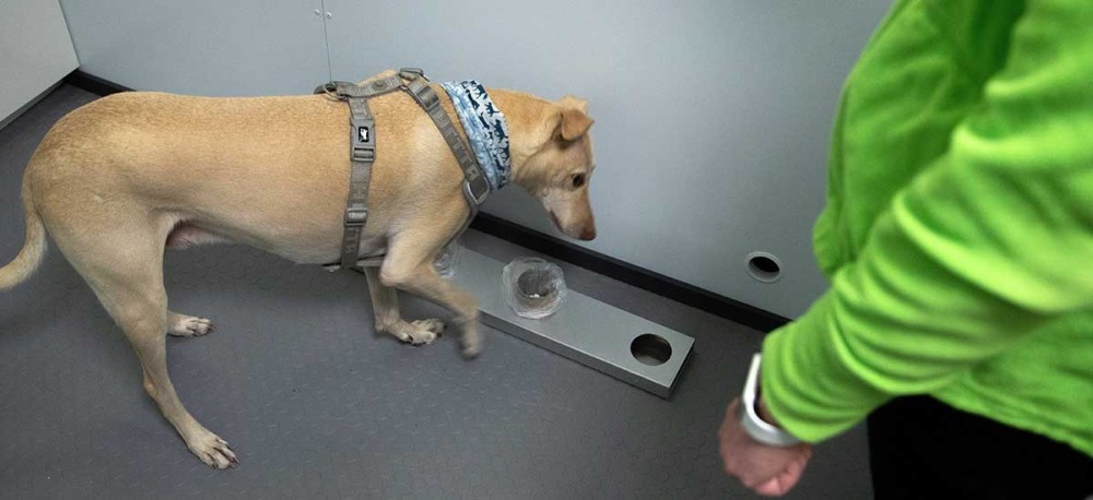 Αεροδρόμιο Ελσίνκι: Σκύλοι χρησιμοποιούνται για την ανίχνευση του κορωνοϊού