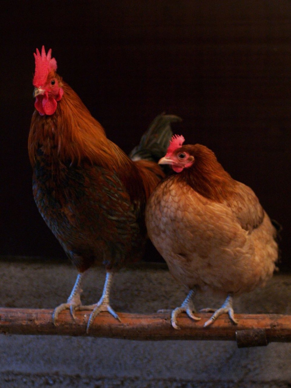Ο Βορίδης προτείνει την κατάργηση των κλουβιών για τις κότες