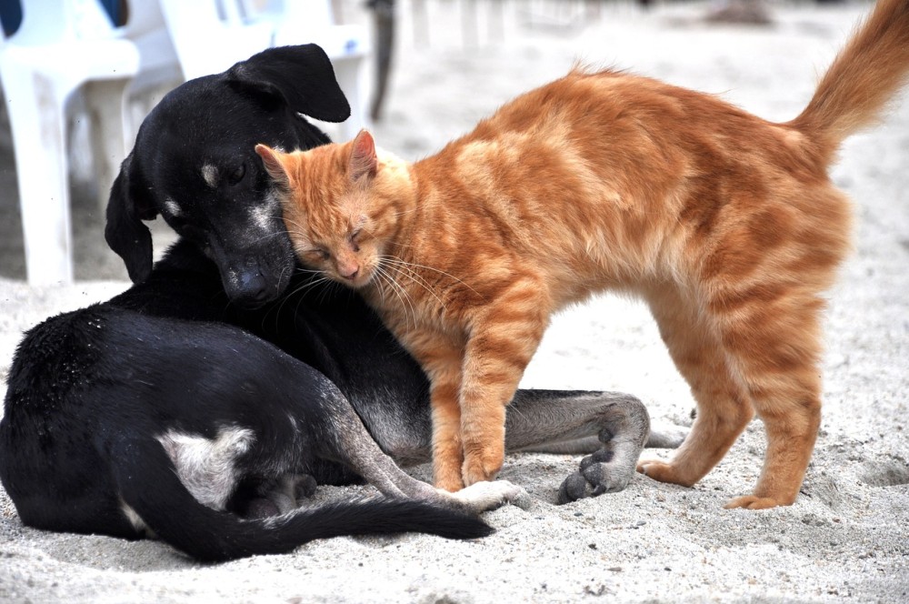 Οι γάτες μεταδίδουν μεταξύ τους τον κορωνοϊό, ενώ οι σκύλοι όχι