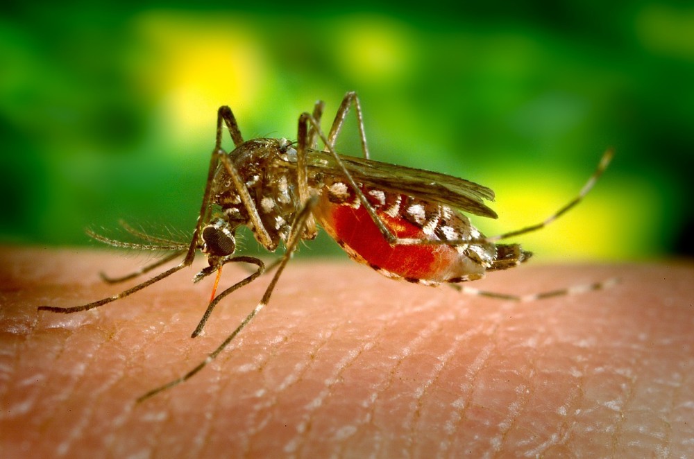 Τα κουνούπια δεν μεταδίδουν τον κορωνοϊό από άνθρωπο σε άνθρωπο