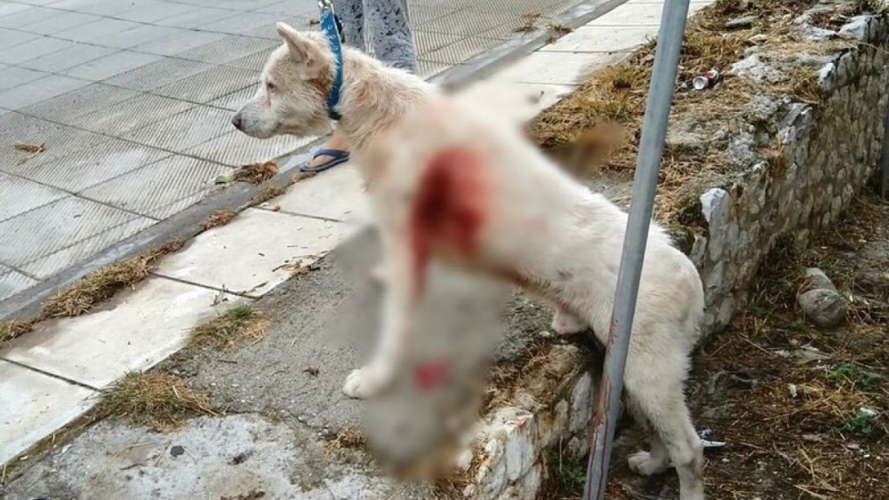 Νέο περιστατικό κακοποίησης: Καθηγητής μαχαίρωσε με μανία σκύλο στη Νίκαια