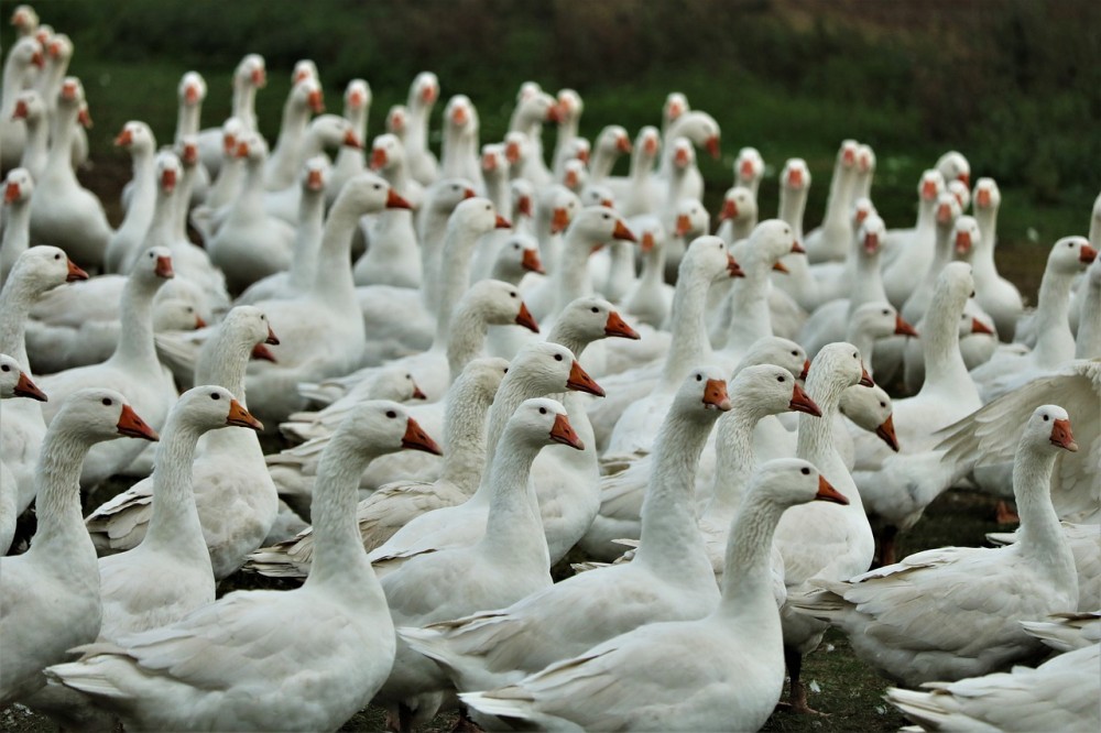 Γρίπη των πτηνών: Η Ολλανδία θανάτωσε 190.000 πουλερικά