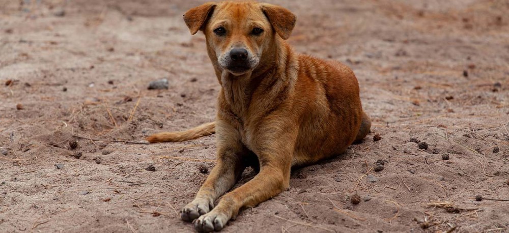 Κατερίνη: Έρευνα μετά από καταγγελία για θανάτωση τριών αδέσποτων σκύλων