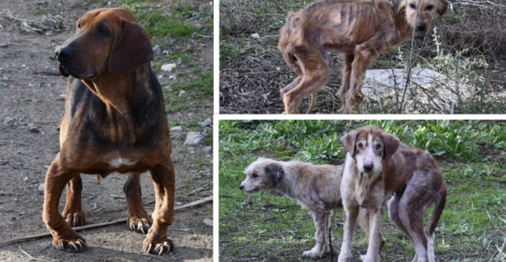Σοκ στη Ν. Αγχίαλο: Ανακαλύφθηκε τόπος μαρτυρίου σκύλων