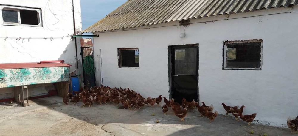 Σέρρες: Πτηνοτροφική μονάδα παράγει αβγά με &#8230;φασκόμηλο