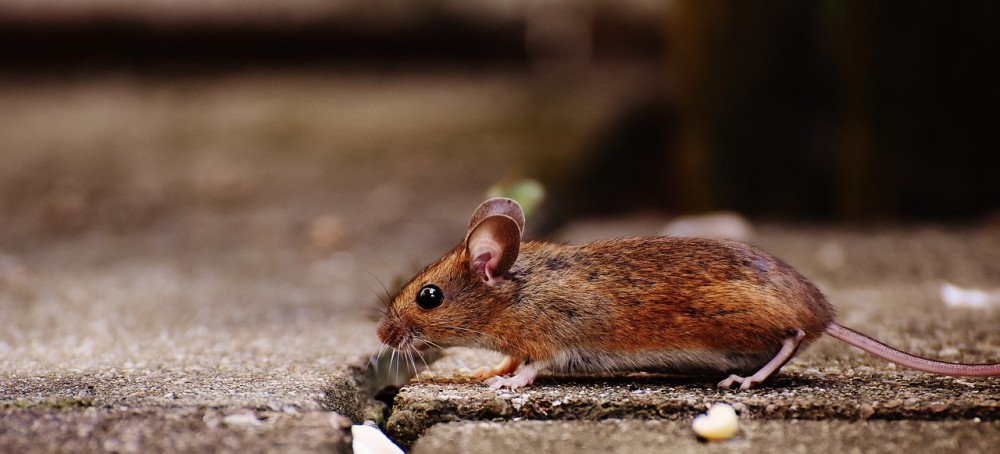 Πειραματική θεραπεία: Παράλυτα ποντίκια με παραπληγία περπάτησαν ξανά