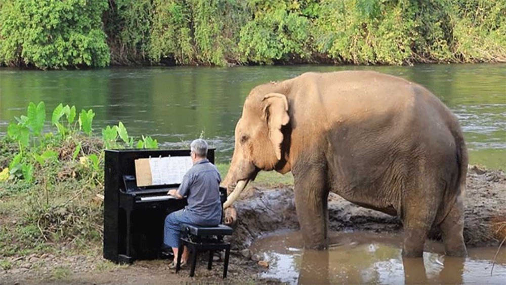 Παίζοντας πιάνο για ελέφαντες
