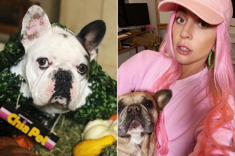 Επεστράφησαν τα δύο σκυλάκια της  Lady Gaga
