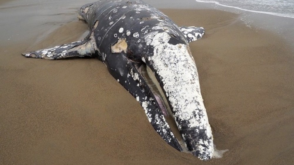 ΗΠΑ: Αποτρόπαιο θέαμα-4 Νεκρές φάλαινες από συγκρούσεις με πλοία