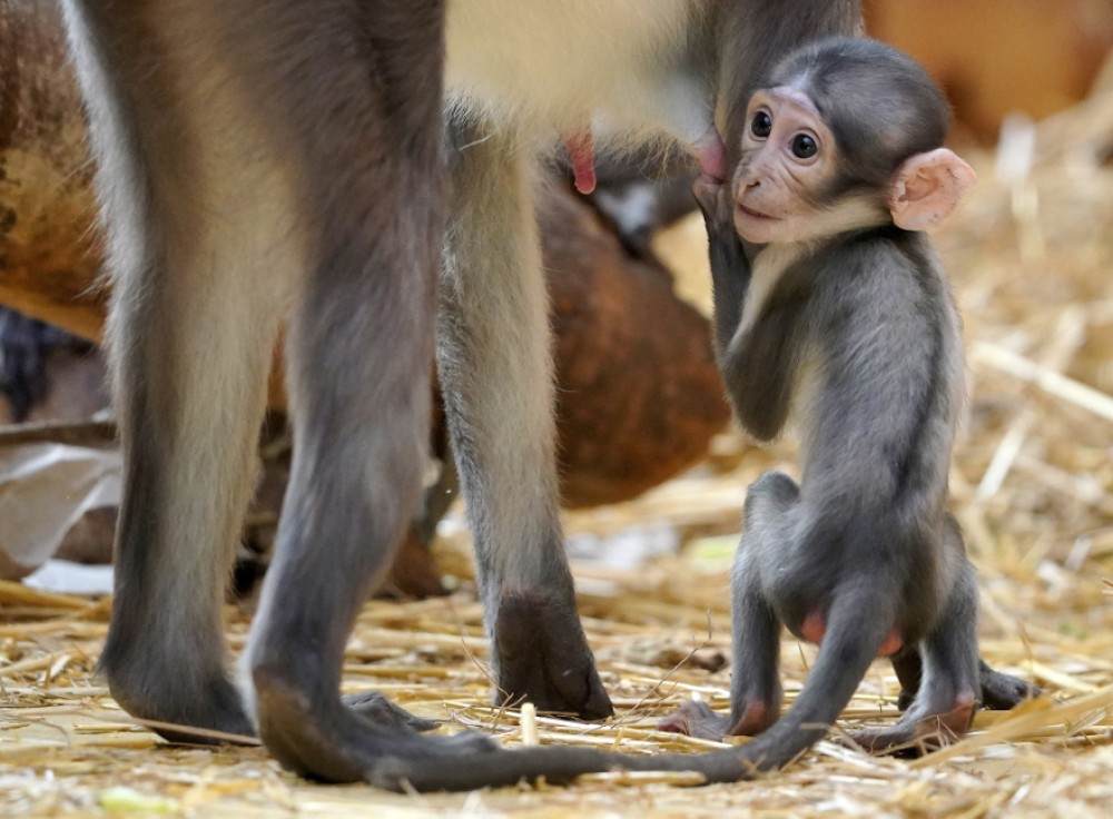 Δεκάδες μαϊμούδες πέθαναν από φωτιά σε ζωολογικό κήπο στη Γερμανία