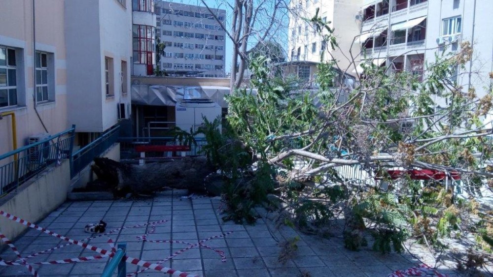 Δέντρο έπεσε δίπλα στο κυλικείο του ΑΧΕΠΑ &#8211; Από τύχη δεν υπήρξαν θύματα (εικόνες)