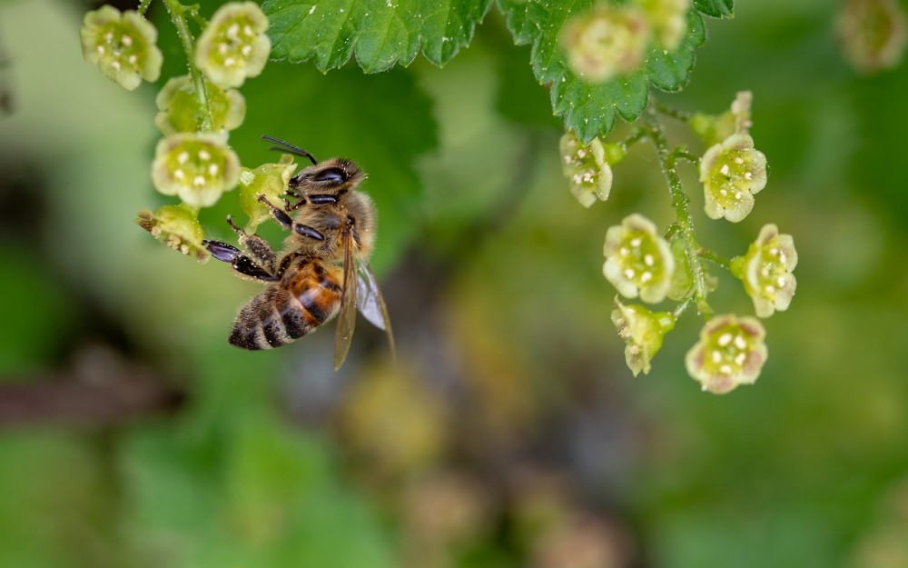 Ποια τεστ; Μέλισσες ανίχνευσαν τον κωρονοϊό σε δευτερόλεπτα