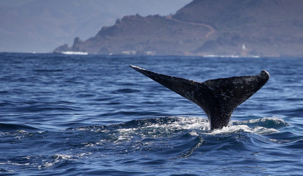 Γκρίζα φάλαινα πρωτοεμφανίστηκε στις ακτές της Γαλλίας