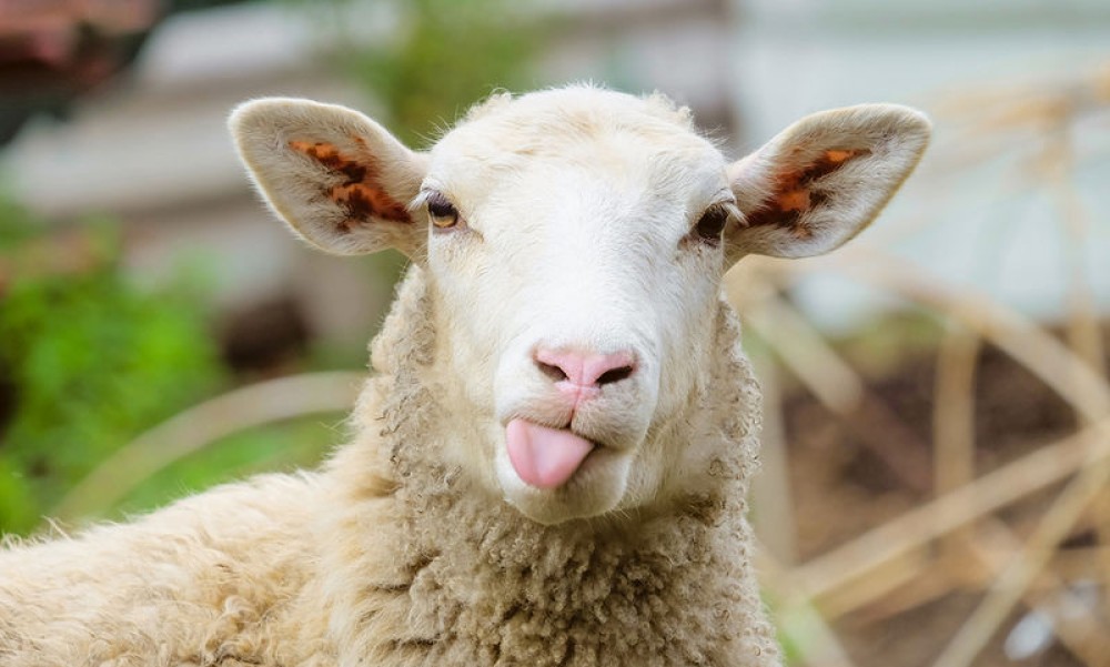 Απίστευτο&#33; Πρόβατα βοσκάνε (αμέριμνα) μέσα στο Πόρτο Ράφτη&#33;