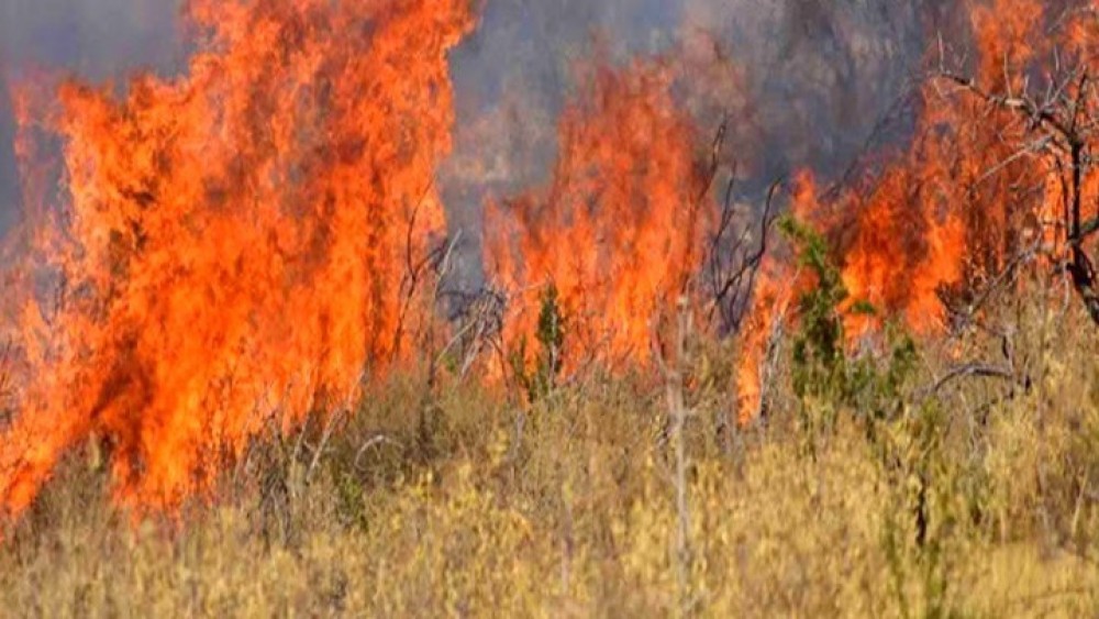 Βραυρώνα Αττικής: Πυρκαγιά σε δασική έκταση