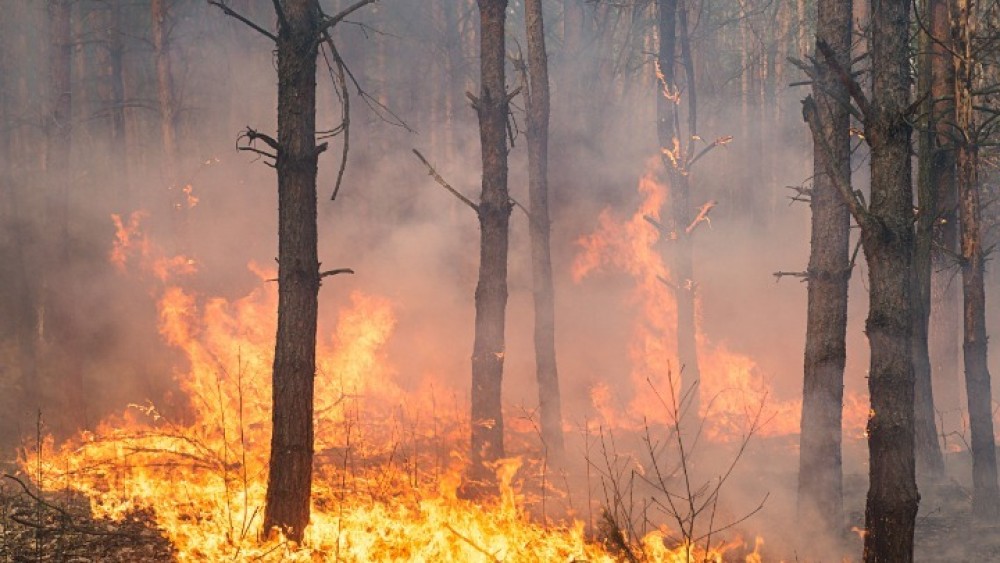 Κάηκε πάνω από το 50% της έκτασης που καίγεται σε μια αντιπυρική περίοδο