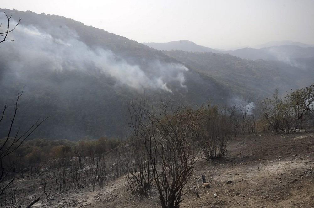 Αλγερία: Αγγίζουν τους 90 οι νεκροί από τις δασικές πυρκαγιές