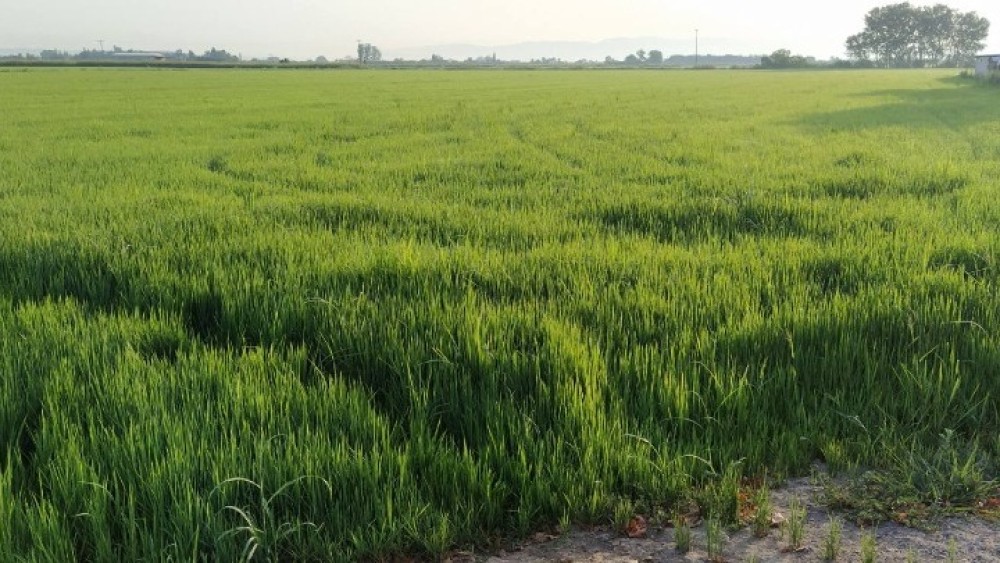 ΑΠΘ: Πρωτότυπη έρευνα για την ποιότητα του ρυζιού και τα φυτοφάρμακα