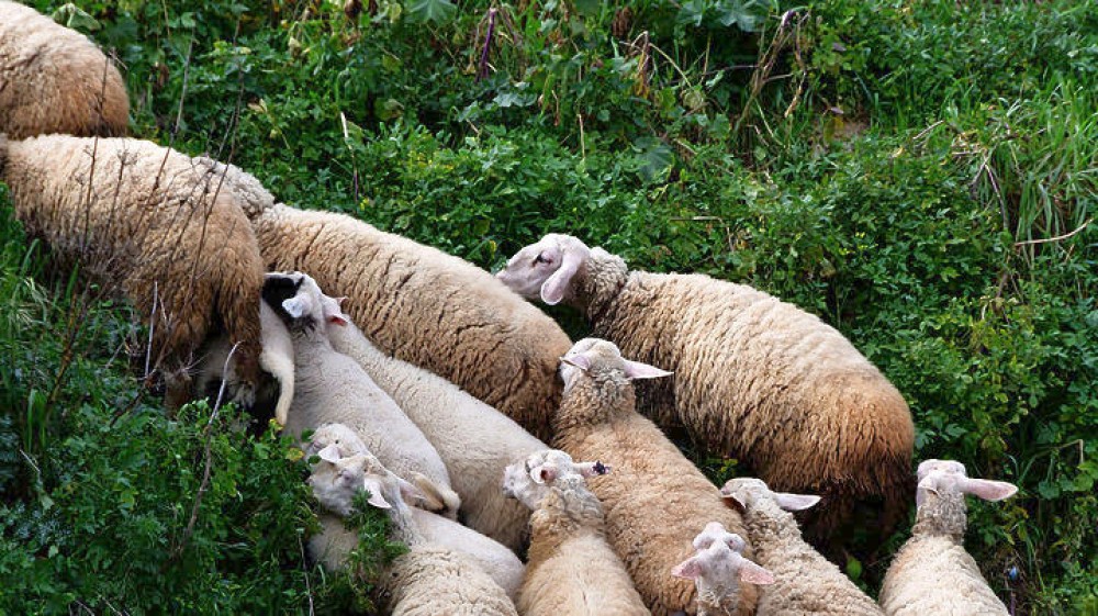 Διανομή 13 τόνων ζωοτροφών στους πυρόπληκτους κτηνοτρόφους της Αν. Αττικής