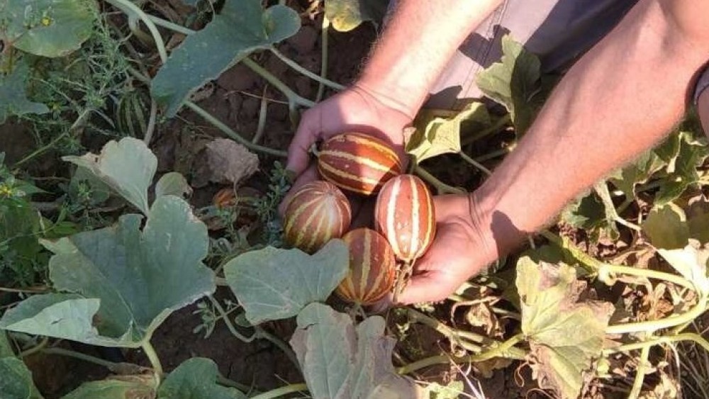 Πεπόνια «τσέπης» καλλιεργεί παραγωγός από το Κιλκίς (pics)