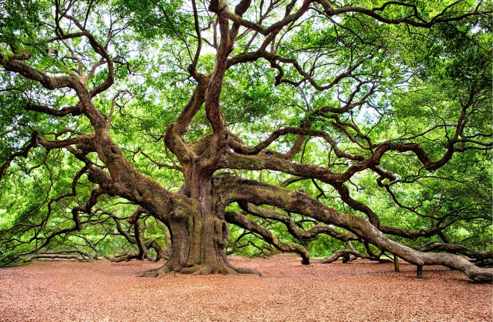 Ανησυχητικές εκτιμήσεις επιστημόνων: Ένα στα τρία είδη δέντρων κινδυνεύουν με εξαφάνιση