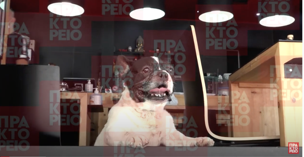 Θεσσαλονίκη: Εστιατόριο σερβίρει σούσι για σκύλους