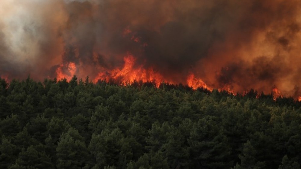 Οι πρόσφατες πυρκαγιές στην Αττική έκαψαν το 16% των δασών της