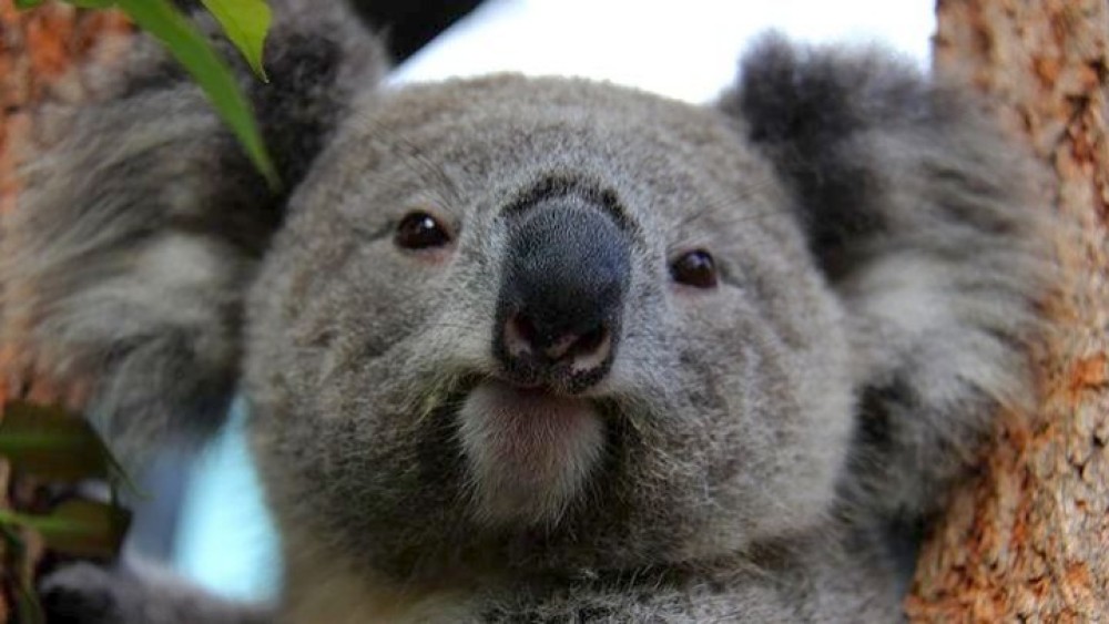 Αυστραλία: Χάθηκε το ένα τρίτο των κοάλα μέσα σε τρία χρόνια