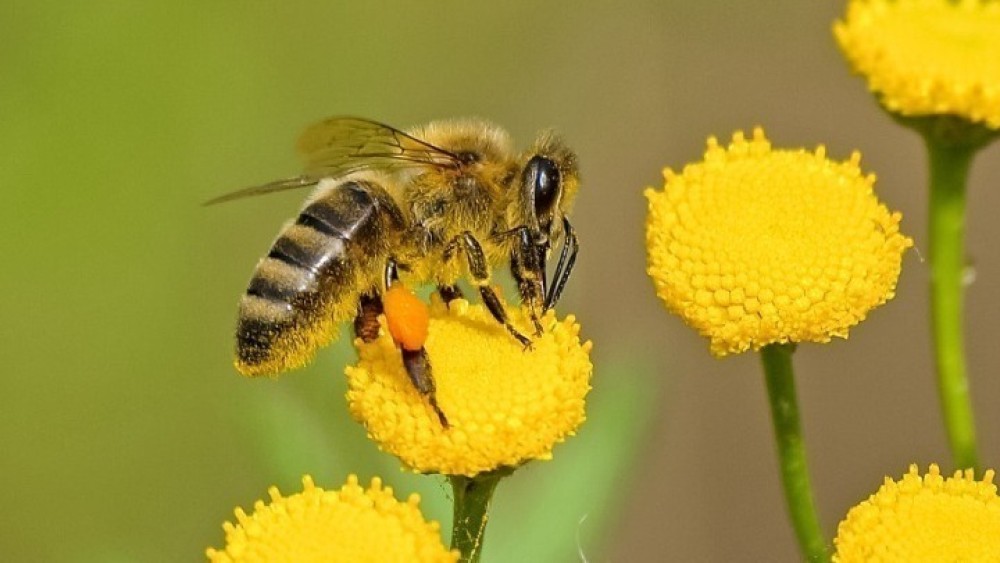 Μελισσοκομία- Αποζημιώσεις και για τα ανασφάλιστα μελίσσια που κάηκαν στις πρόσφατες πυρκαγιές