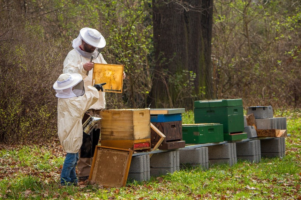 Πακέτο μέτρων στήριξης μελισσοκόμων πυρόπληκτων περιοχών