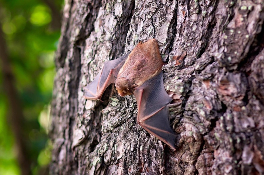 Καμπότζη: Επιστήμονες αναζητούν την προέλευση του νέου κορωνοϊού σε νυχτερίδες