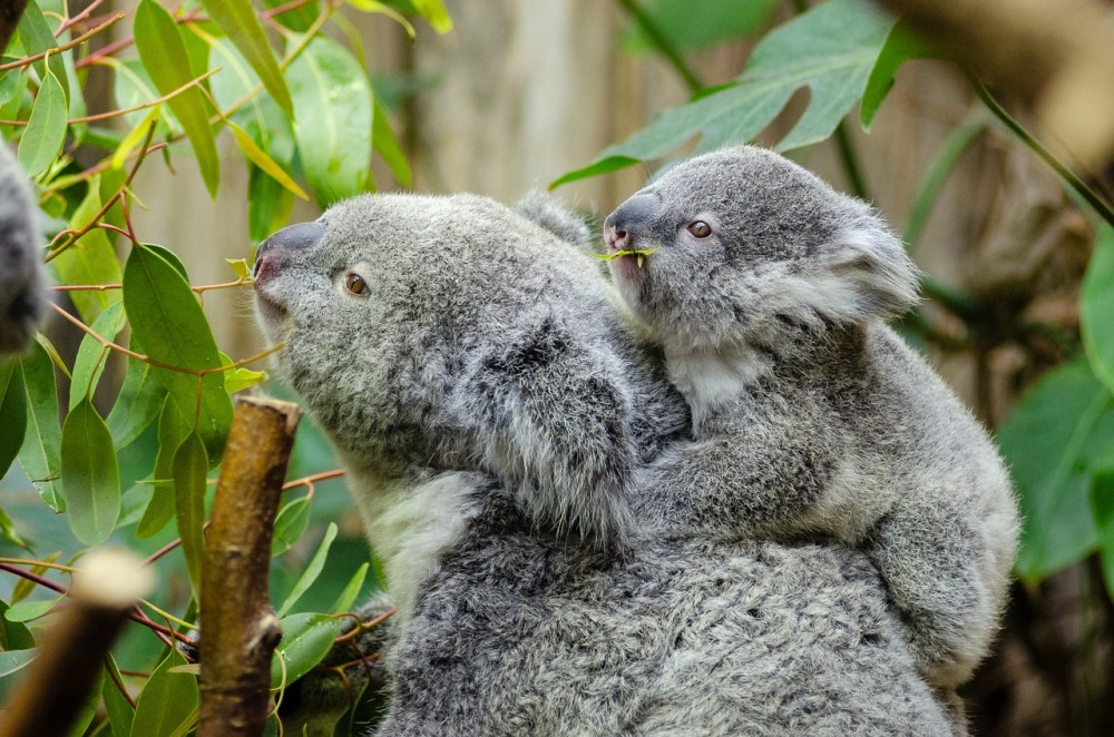 Αυστραλία: Τα κοάλα εμβολιάζονται για χλαμύδια