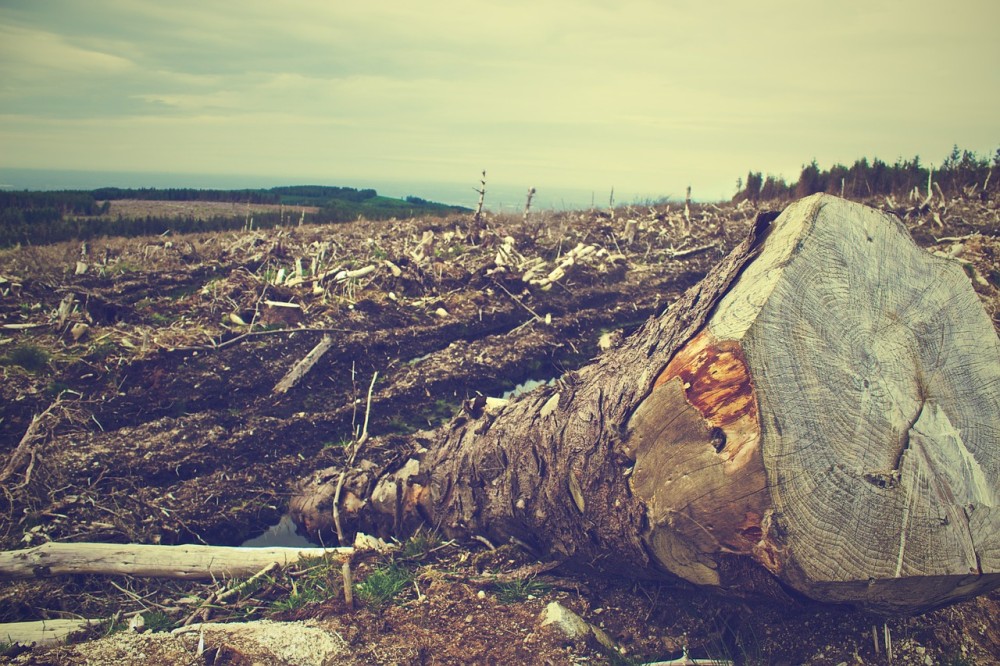COP26: Δέσμευση για τον τερματισμό της αποψίλωσης των δασών ως το 2030
