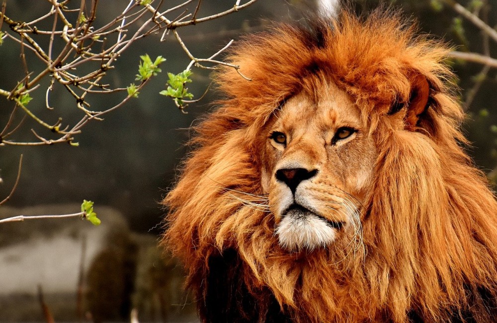 Σιγκαπούρη: Κόλλησαν κορωνοϊό τέσσερα λιοντάρια σε ζωολογικό πάρκο-Βήχουν και φταρνίζονται