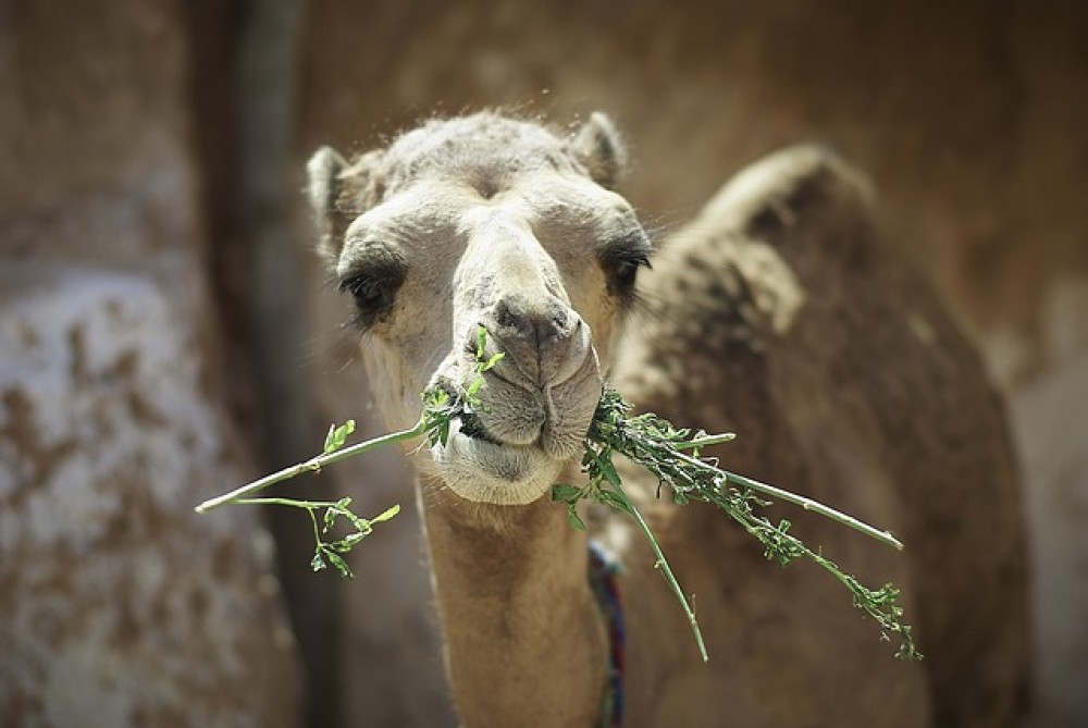 Αυστραλία: Οι αρχές σκότωσαν 5.000 καμήλες λόγω ξηρασίας