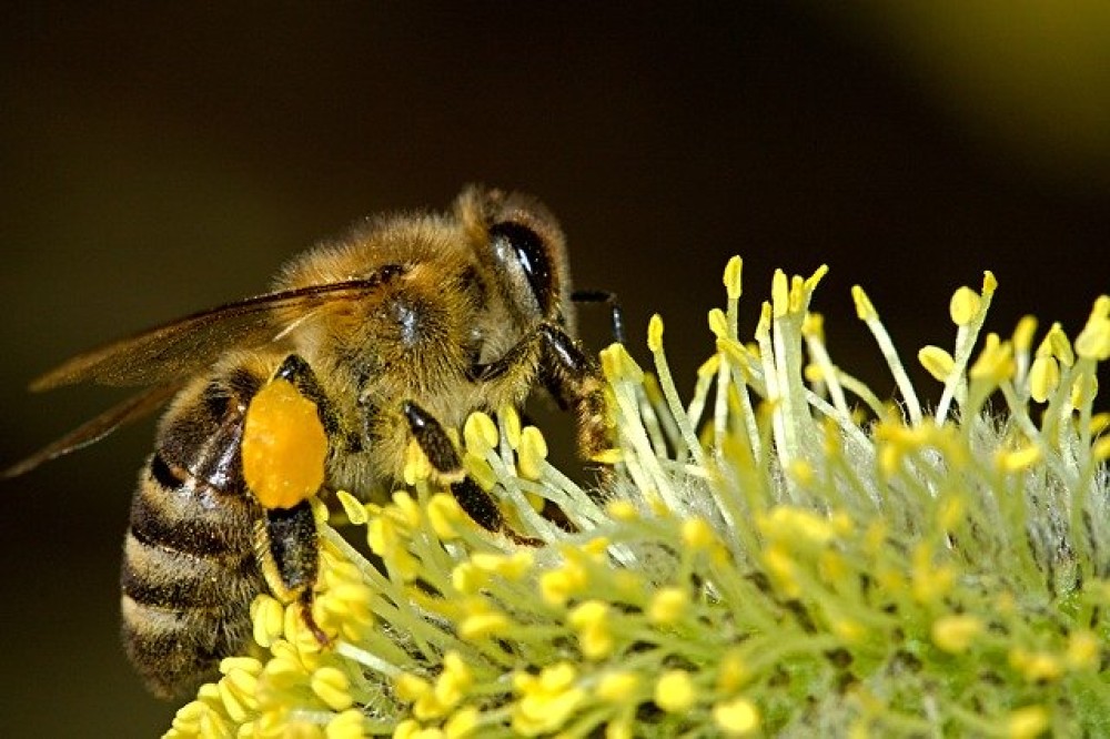 Η Κομισιόν απαγόρευσε εντομοκτόνο που βλάπτει τις μέλισσες
