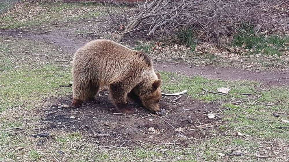 Φλώρινα: Νεκρό βρέθηκε αρκουδάκι