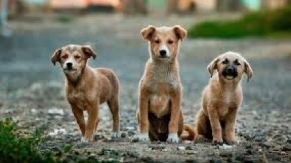 Φρίκη: Οχτώ σκυλάκια συντροφιάς βρέθηκαν δεμένα σε δέντρα χωρίς τροφή και νερό