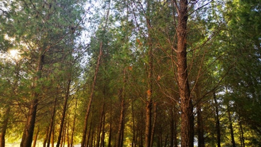 Φόρουμ για την προστασία των δασών-Τι έχουν κάνει τα υπουργεία