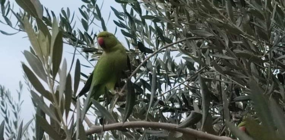 Θεσσαλονίκη: Οι πράσινοι παπαγάλοι  δίνουν «χρώμα» στην πόλη