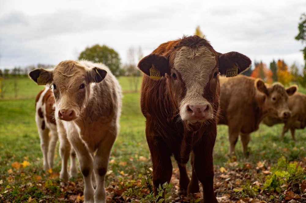 ΥΠΑΑΤ: Στην κτηνοτροφία κατευθύνεται το 73% των Συνδεδεμένων Ενισχύσεων
