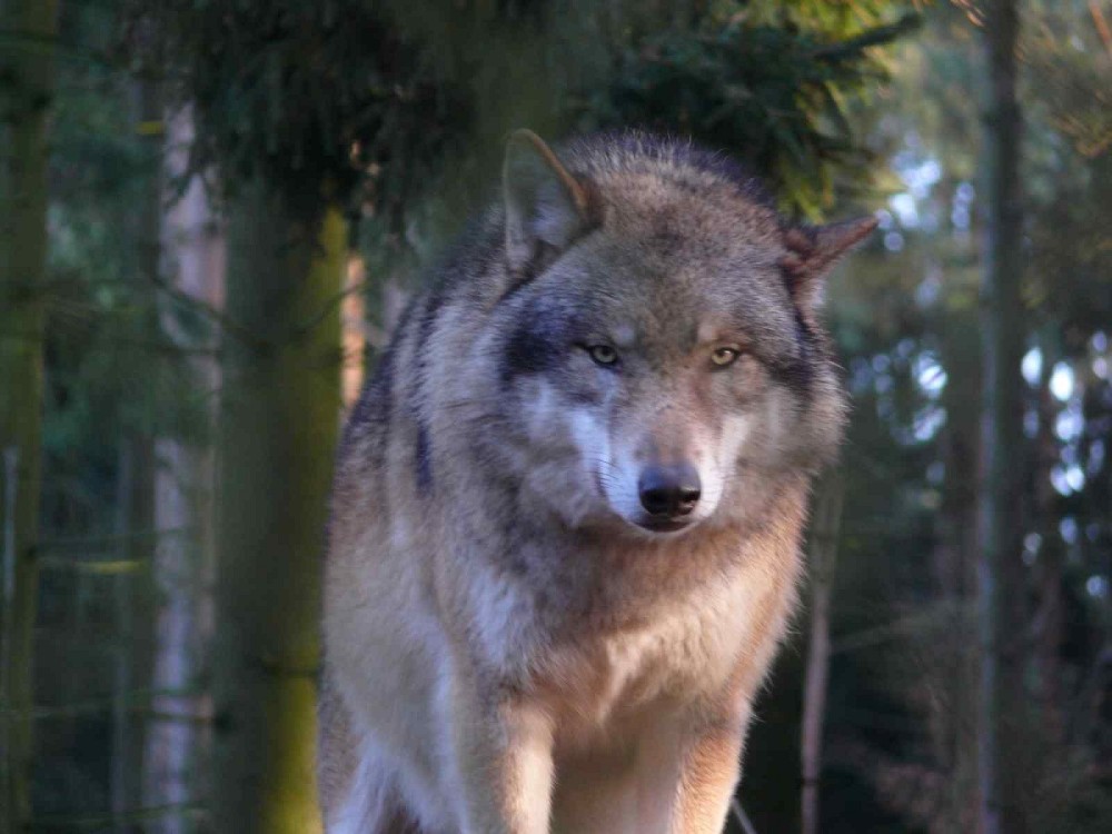 Πάρνηθα: Η ανακοίνωση της Περιβαλλοντικής Οργάνωσης «Καλλιστώ» για την επίθεση λύκου σε σκύλο