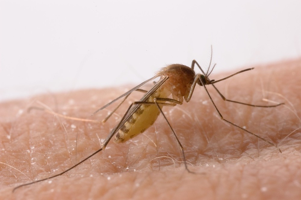 Ο μύθος της αφθονίας κουνουπιών και η καινοτομία πίσω από ένα βραβείο πέντε εκατ. ευρώ