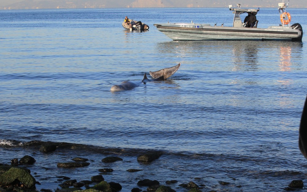 Εντατικές προσπάθειες διάσωσης της νεαρής φάλαινας στον Άλιμο